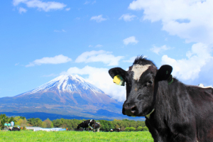 お肉のこだわり